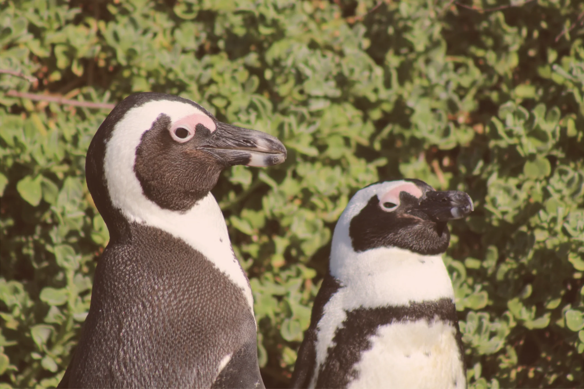 Two African penguins stand among green coastal shrubs at the Stony Point penguin colony in Betty’s Bay, South Africa.