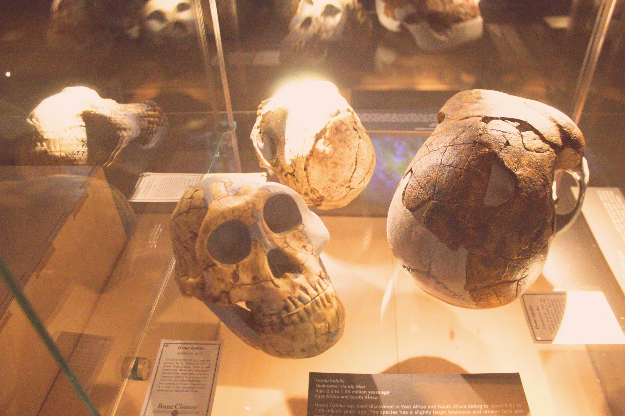 Skull replicas in a glass display case at the Origins of Early Southern Sapiens Behaviour Exhibition in Cape Point, including one labelled Homo habilis.