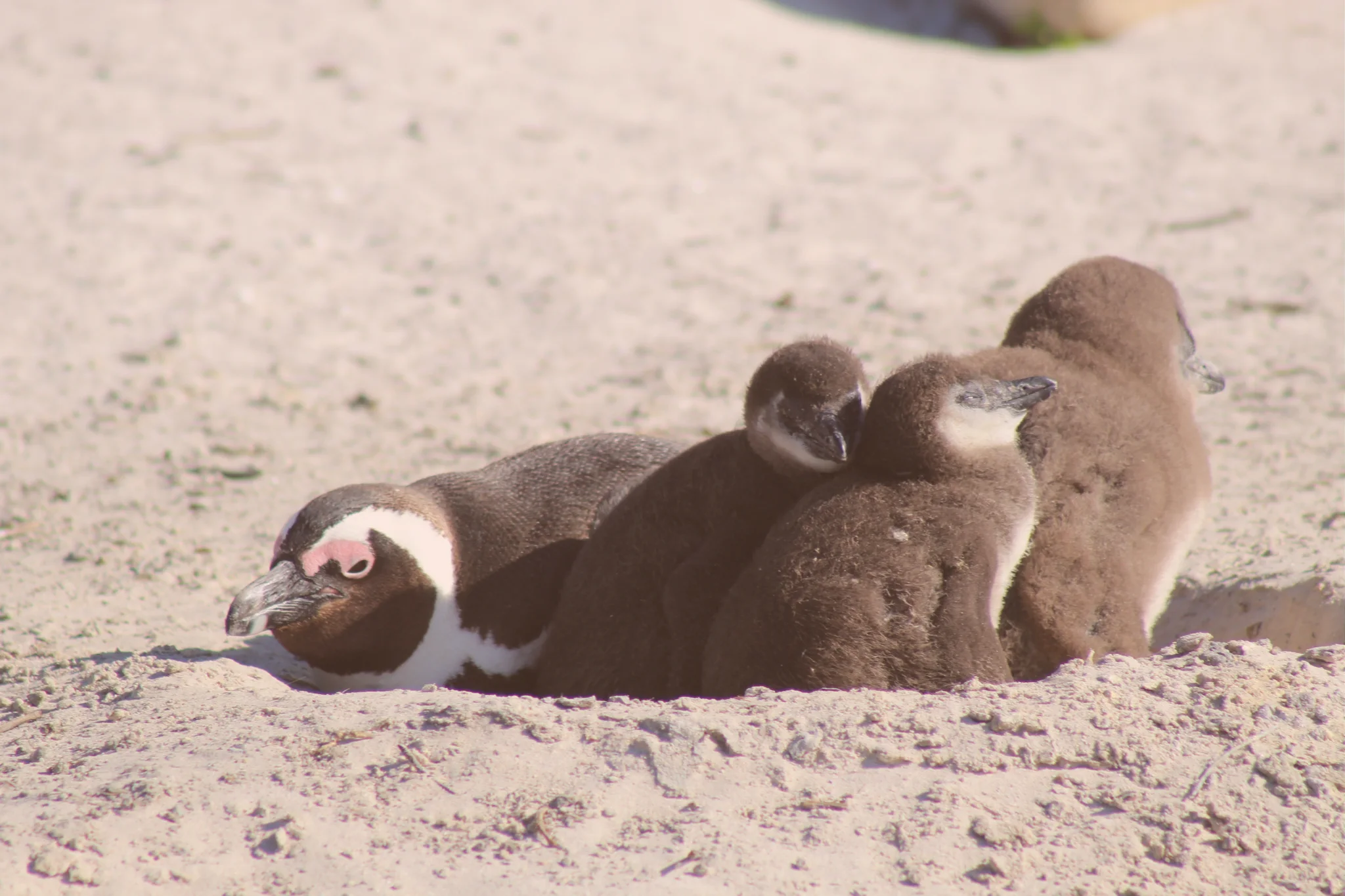 An adult African penguin rests on pale sand beside three downy chicks at the Boulders Beach penguin colony in Simon’s Town.