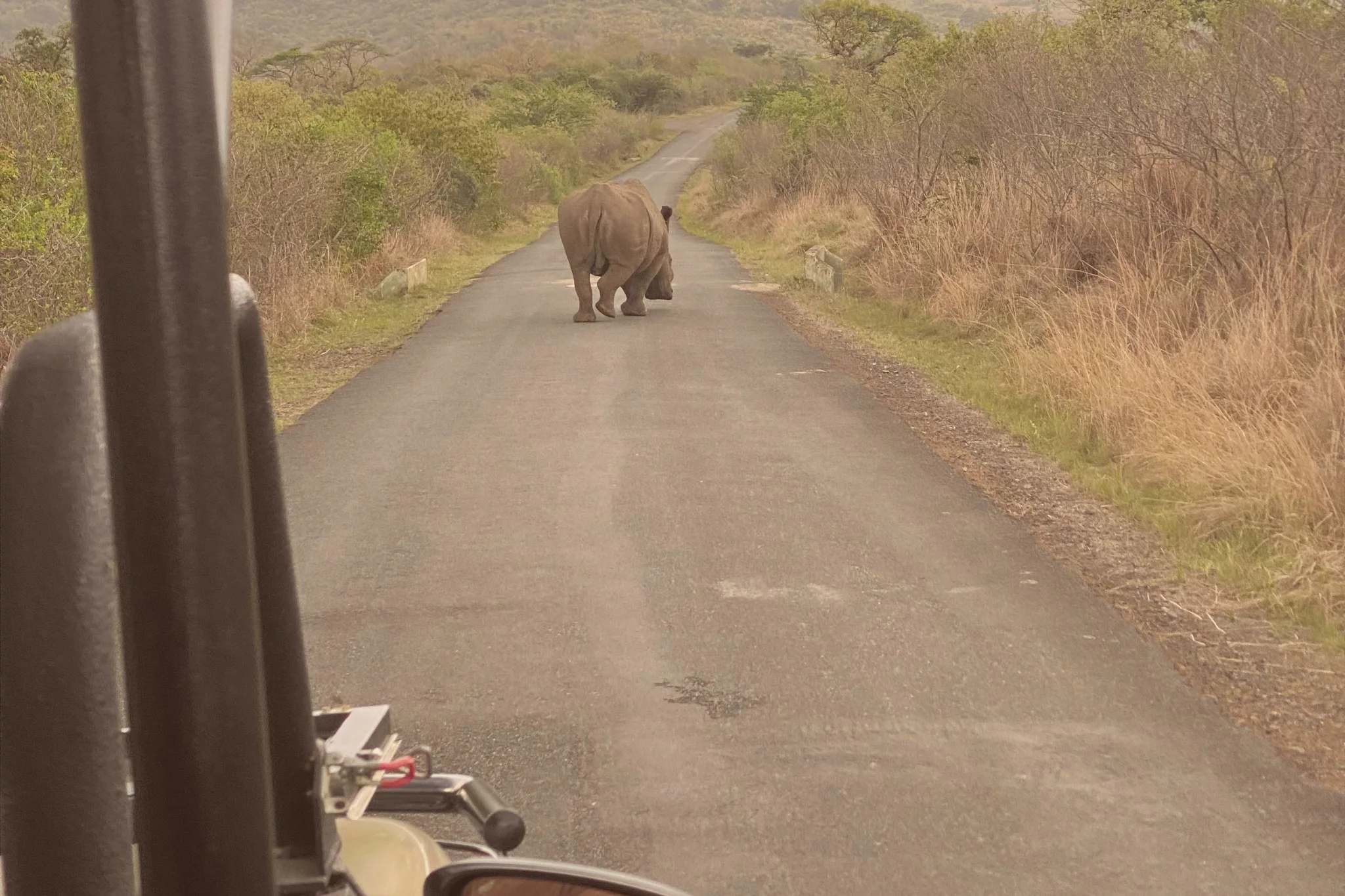 A rhinoceros walks away along a narrow tarred road bordered by grass and bush in Hluhluwe, viewed from an open safari vehicle.