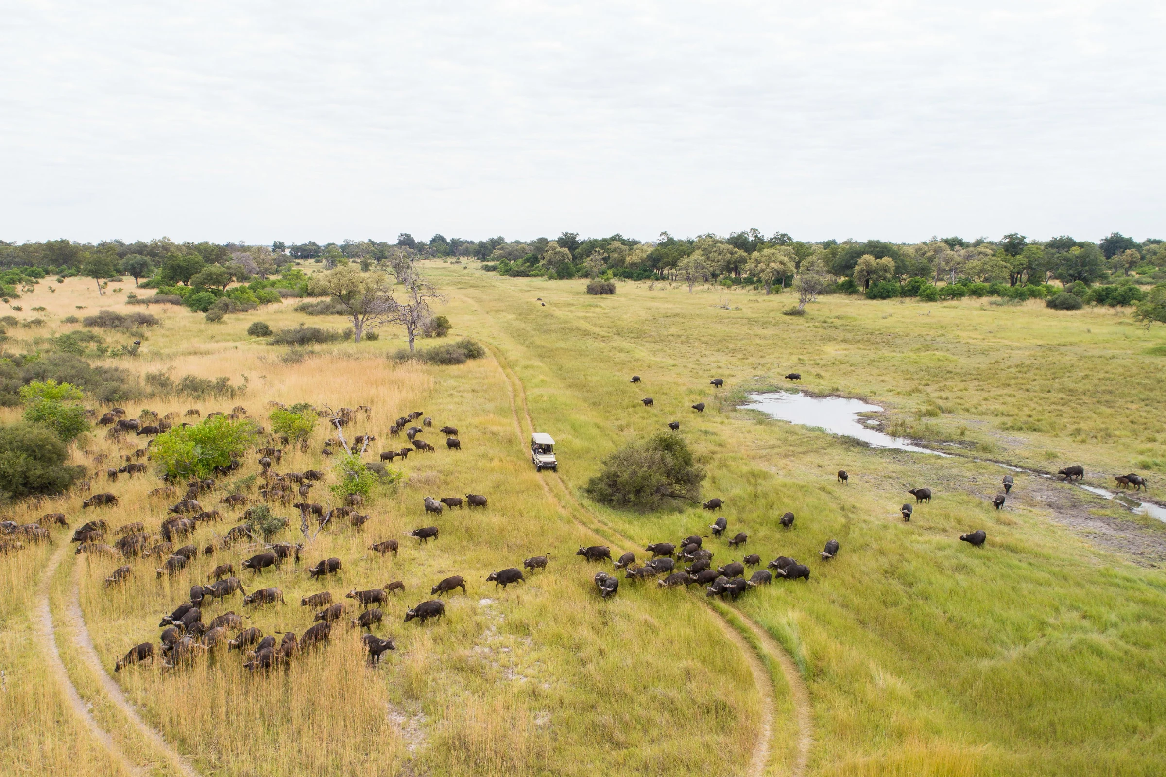 Guided game drives at Camp Xakanaxa in Moremi Game Reserve, Botswana