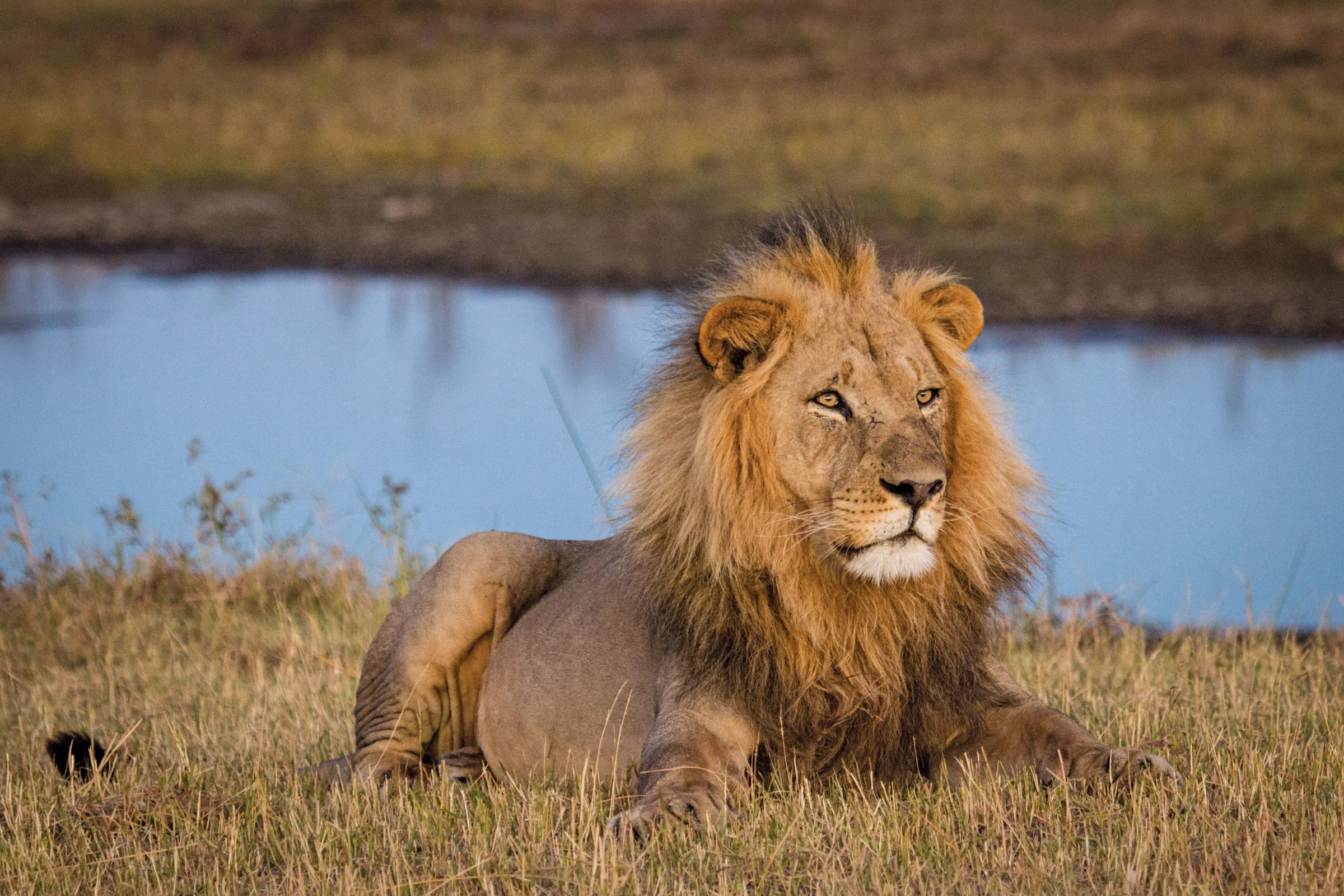 Guided game drives at Leroo La Tau in Boteti River - Makgadikgadi Pans National Park, Botswana