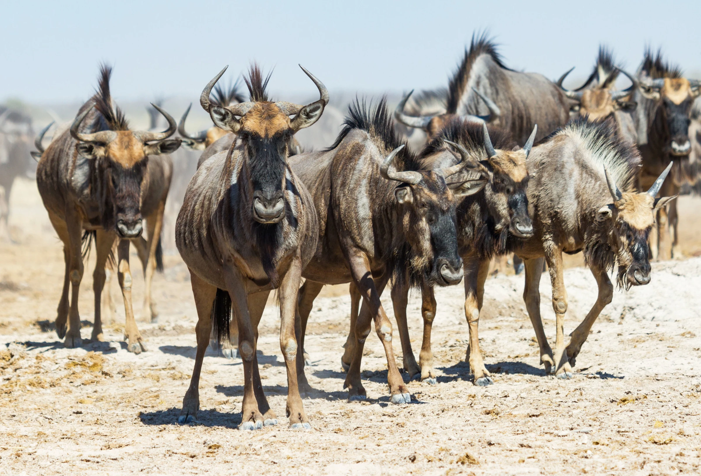 Nxai Pan day trip at Leroo La Tau in Boteti River - Makgadikgadi Pans National Park, Botswana