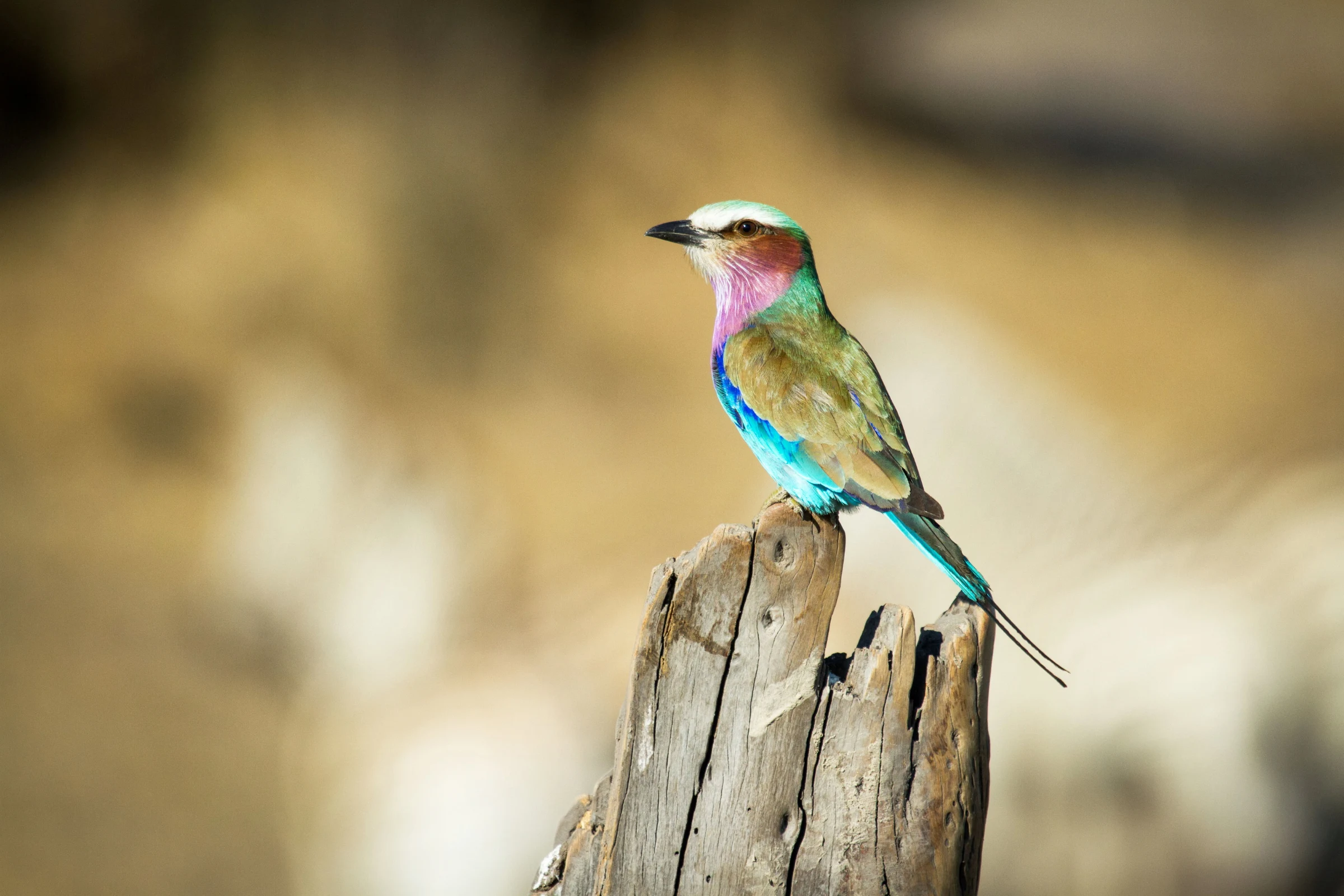 Birding at Leroo La Tau in Boteti River - Makgadikgadi Pans National Park, Botswana