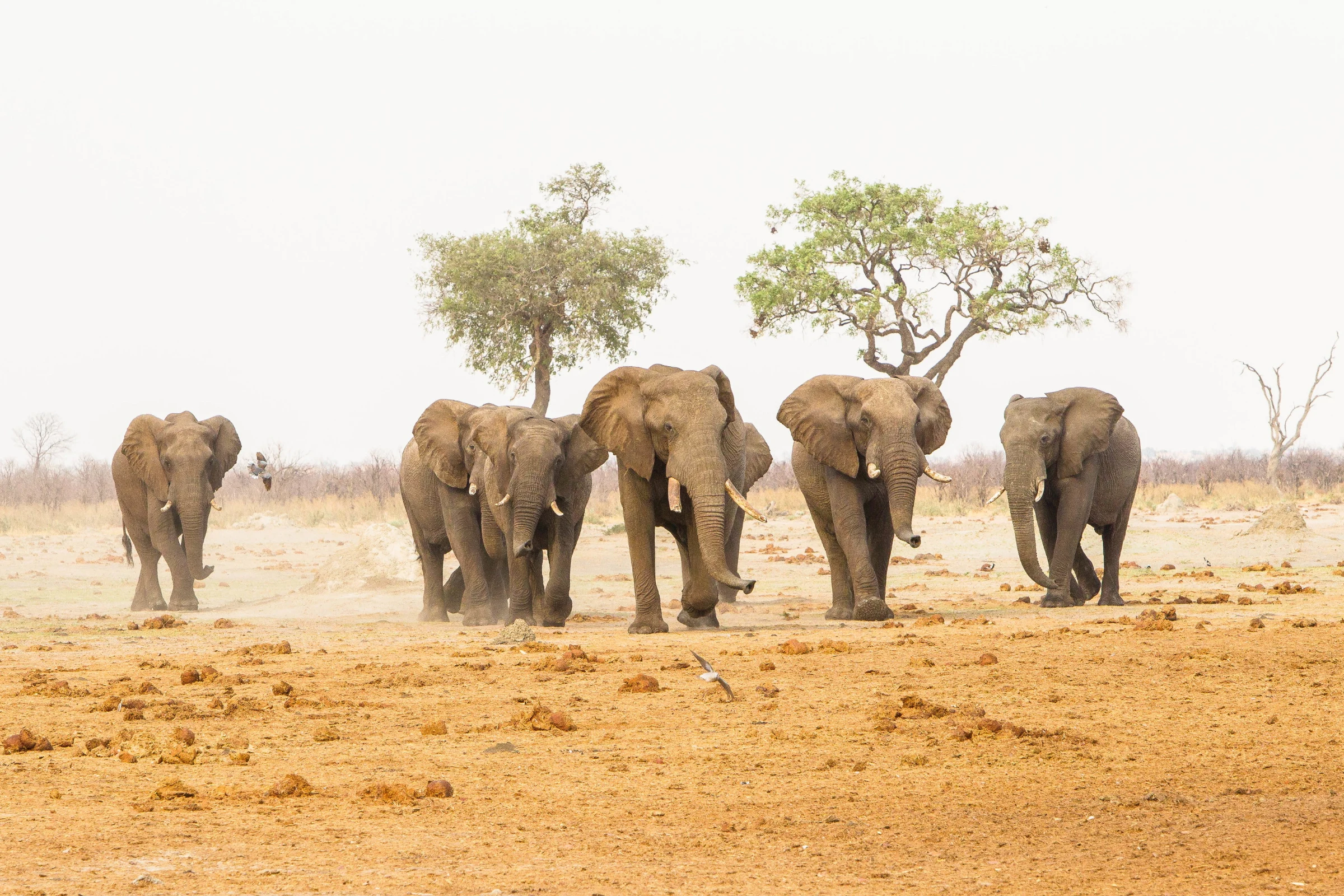 Guest experience at Savute Safari Lodge in Savuti - Chobe National Park, Botswana