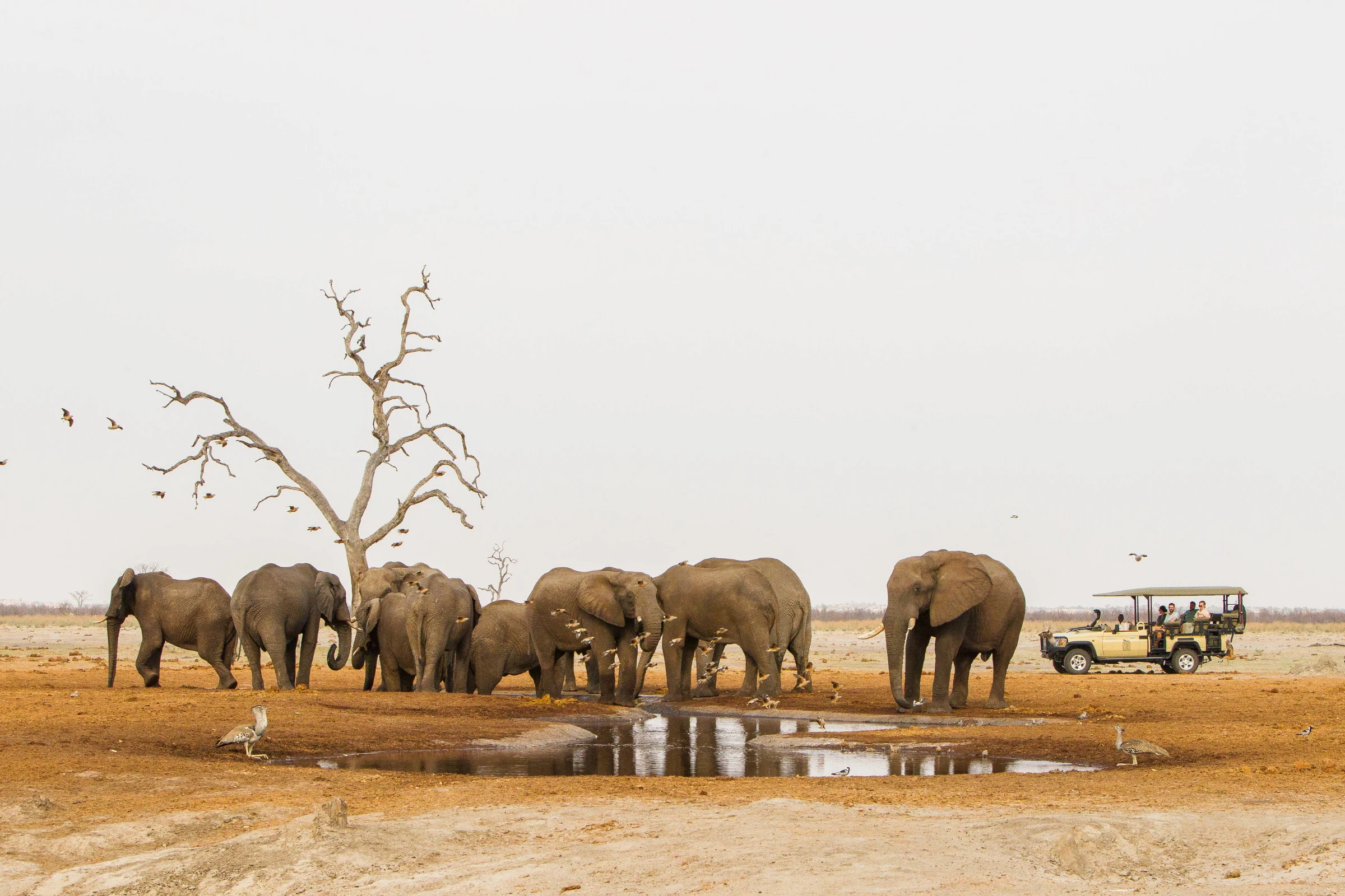Birding at Savute Safari Lodge in Savuti - Chobe National Park, Botswana