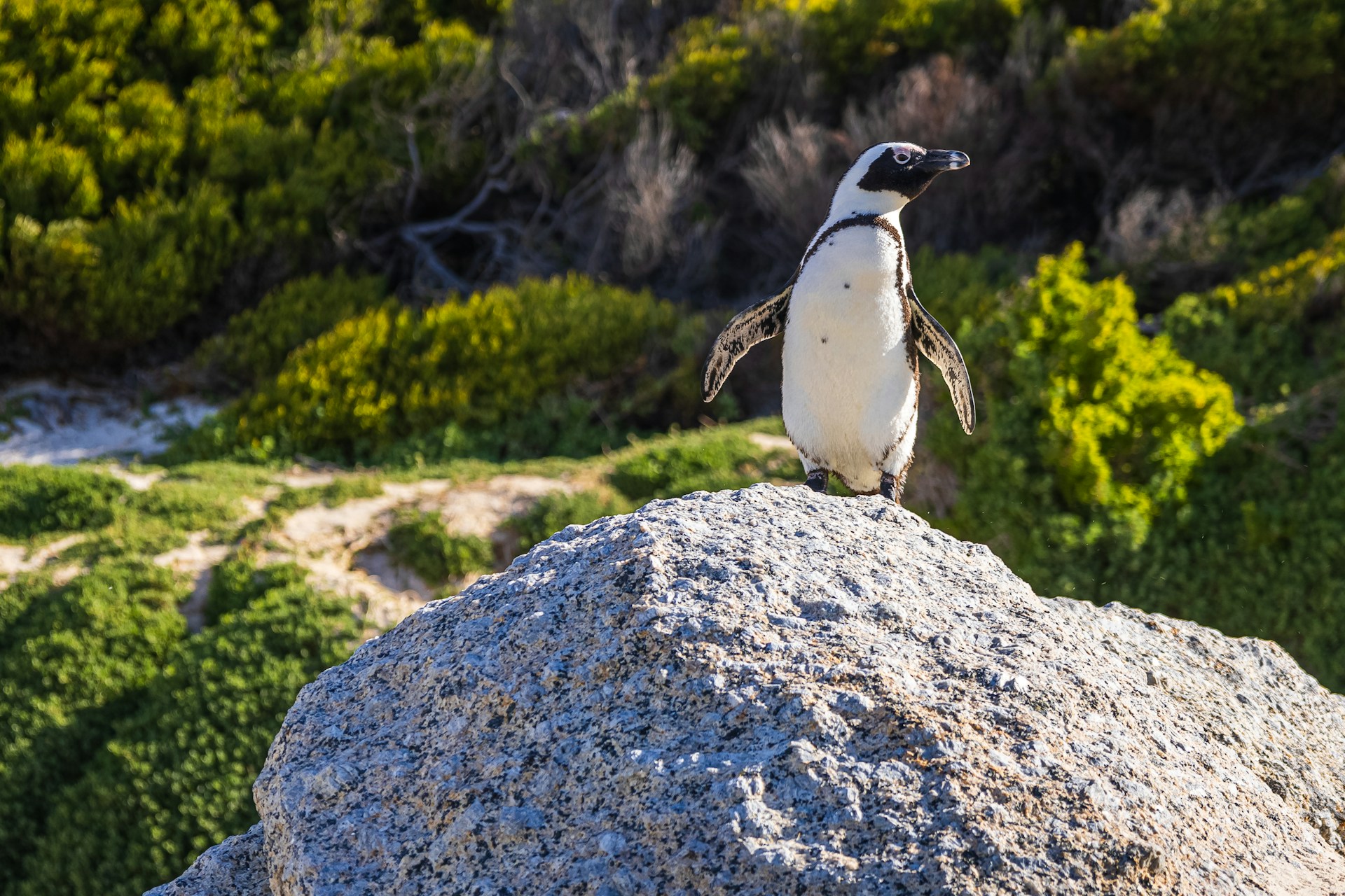 African penguin on a granite boulder at Boulders Beach near Cape Town
