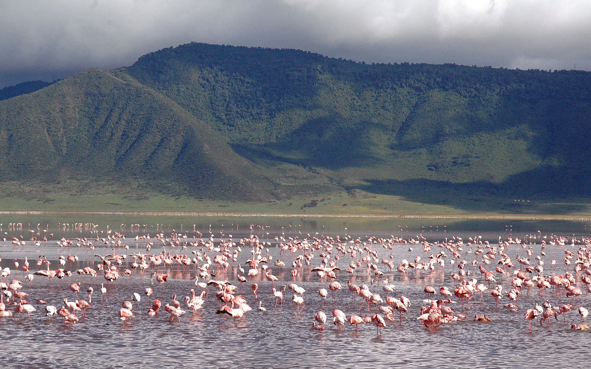 Flamingos gathered in a crater lake in East Africa